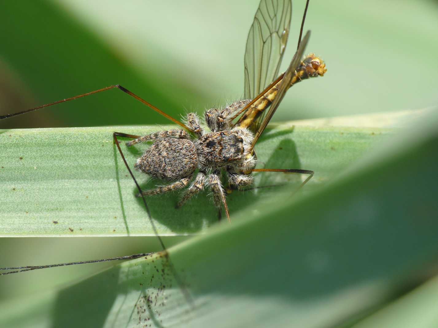 Philaeus chrysops con prede